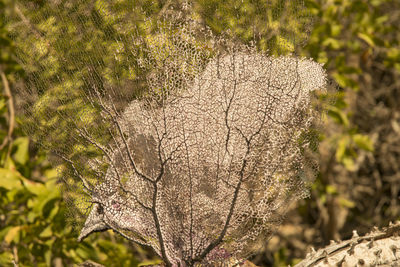 Close-up of plant