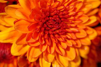 Close-up of orange dahlia