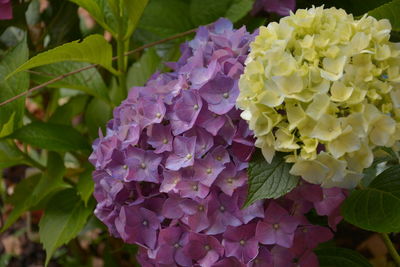 Close-up of fresh purple hydrangea flowers