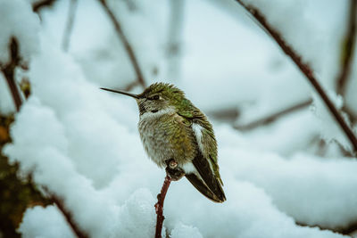 Close-up of bird perching on branch