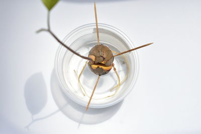 Close-up of insect over white background