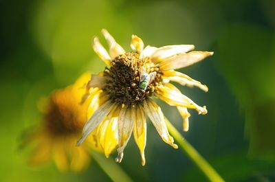 Close-up of yellow flower