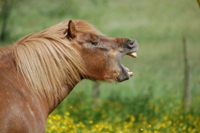 Close-up of horse on field