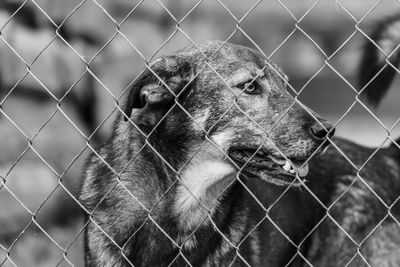 Dog looking through chainlink fence