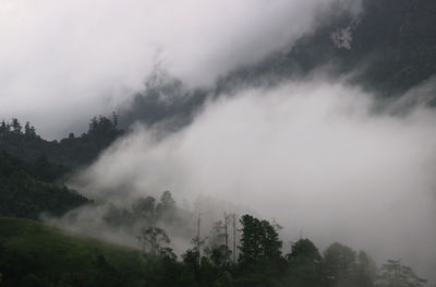 Scenic view of trees on mountain against sky