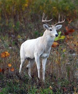 Deer standing on field