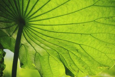 Close-up of leaf