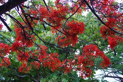 Low angle view of red tree