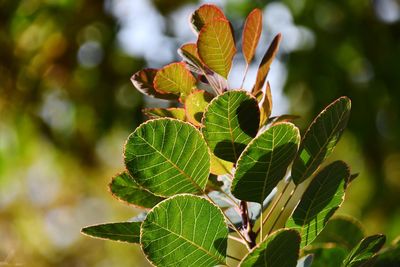 Close-up of green plant