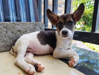 Portrait of dog sitting outdoors