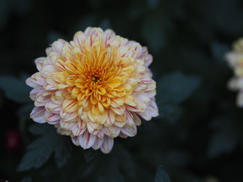 Close-up of dahlia