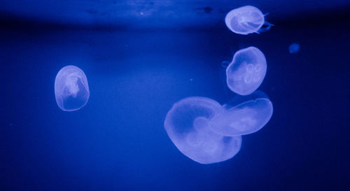 Close-up of jellyfish in sea