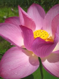 Close-up of pink crocus blooming outdoors