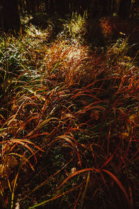 High angle view of trees on field in forest