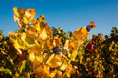 Close-up of yellow leaves plants against sky during autumn. vineyards during autumn 