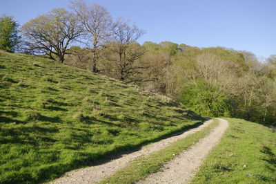 Scenic view of road amidst trees against sky