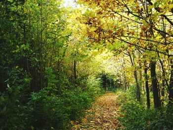 View of trees in forest