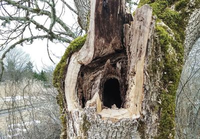 Panoramic shot of tree trunk