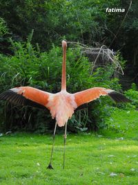 Close-up of bird on grass