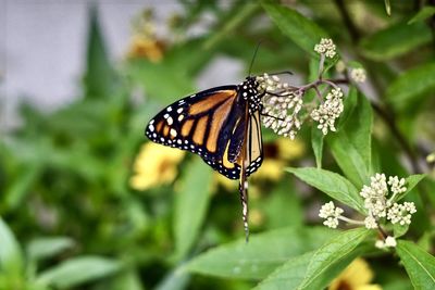 Butterfly on flower