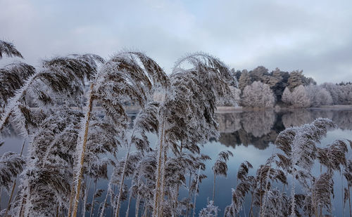 Trees against sky during winter