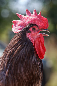 Close-up of rooster outdoors