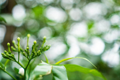 Close-up of fresh green plant