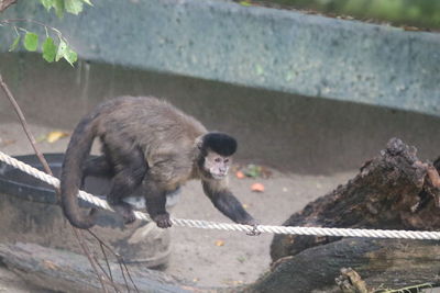 Monkeys in zoo