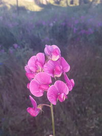 Close-up of flowers blooming outdoors