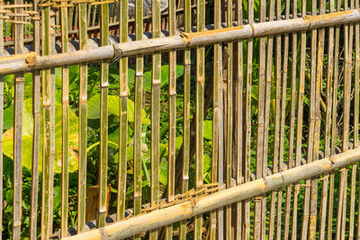 Close-up of bamboo plants