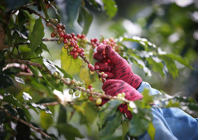 Low angle view of hand plucking cherry on tree