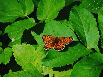 High angle view of butterfly on leaves
