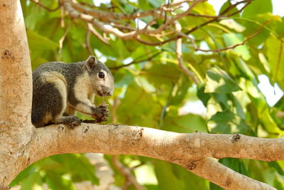 Squirrel on tree