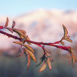 Close-up of twig against sky