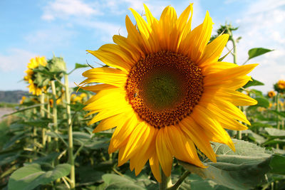 Close-up of sunflower blooming on field against sky