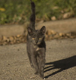 Portrait of cat