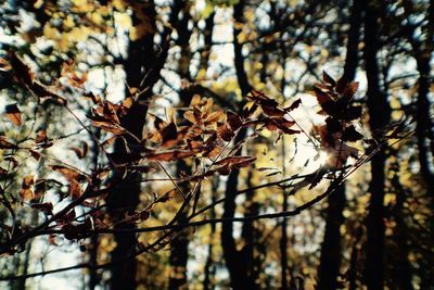 Low angle view of leaves on tree in forest