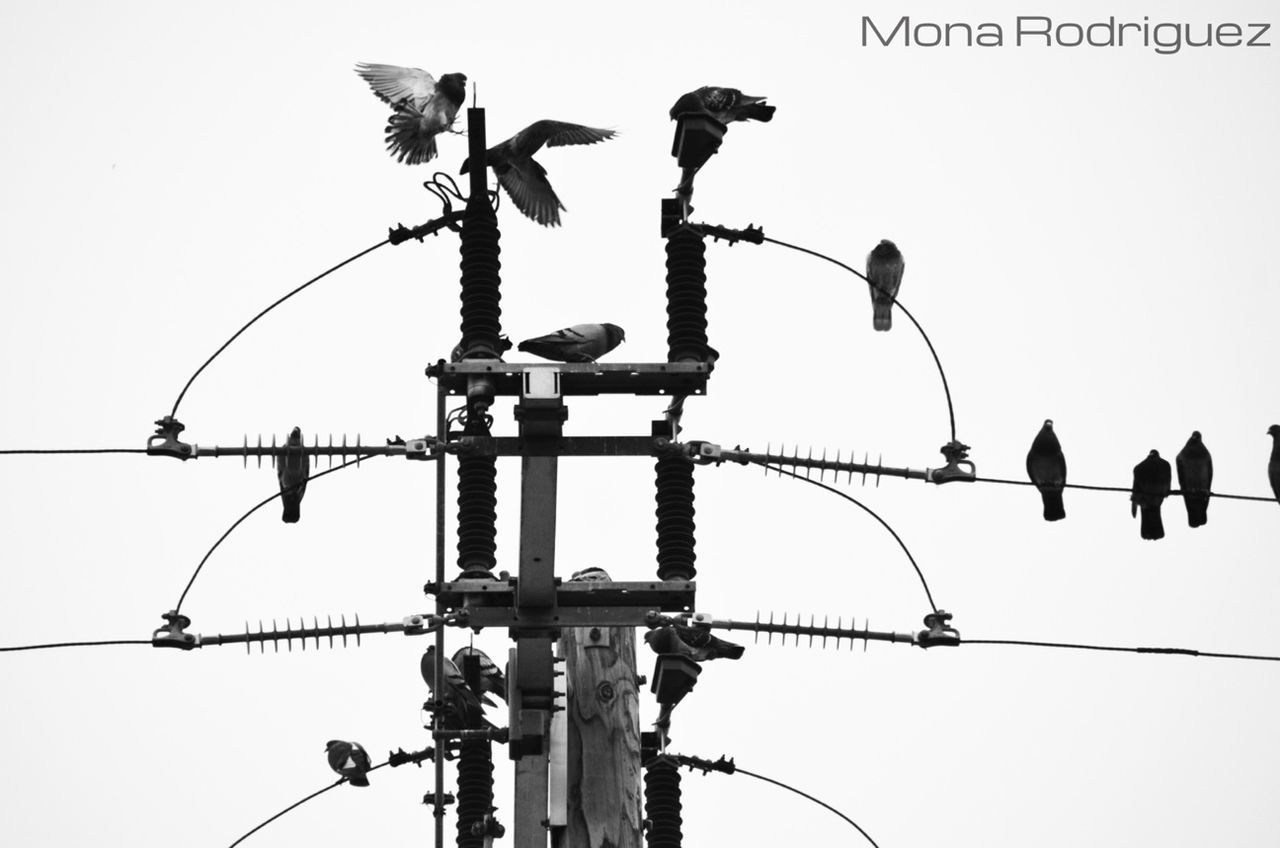 low angle view, power line, cable, clear sky, electricity, power supply, connection, electricity pylon, bird, perching, street light, animal themes, power cable, pole, technology, lighting equipment, sky, wildlife, animals in the wild, communication