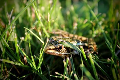 Close-up of frog in grass