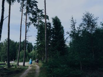 Trees in forest