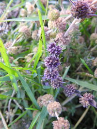 Close-up of purple flowering plants on field