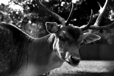 Close-up of deer