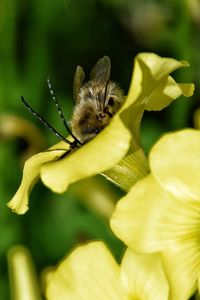 Close-up of insect pollinating on flower