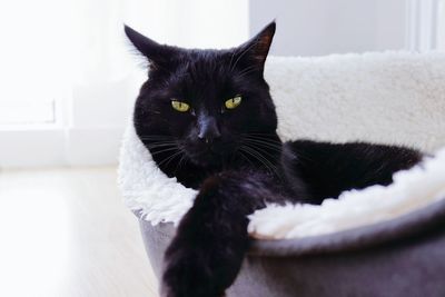 Close-up portrait of black cat at home