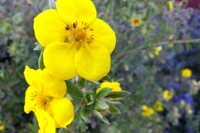 Close-up of bee on yellow flower