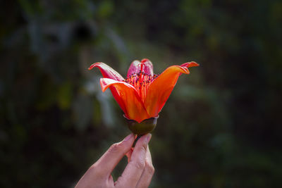 Close-up of hand holding red flower