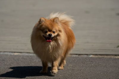 Portrait of dog standing on road