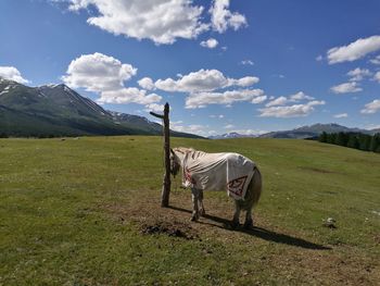 Horse covered with blanket standing on field against sky