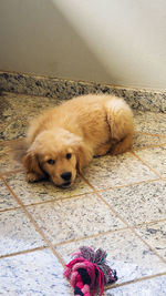 High angle view of dog lying on floor at home