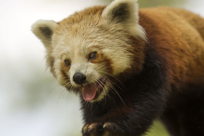 Close-up of red panda